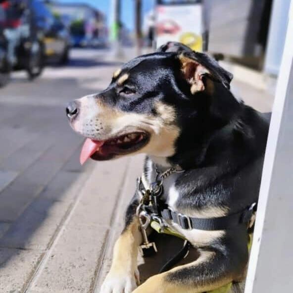 Eloise (20241118-05), an adoptable American Bulldog in Ottawa, ON, K2P 0A8 | Photo Image 5