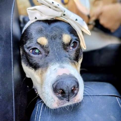 Eloise (20241118-05), an adoptable American Bulldog in Ottawa, ON, K2P 0A8 | Photo Image 6