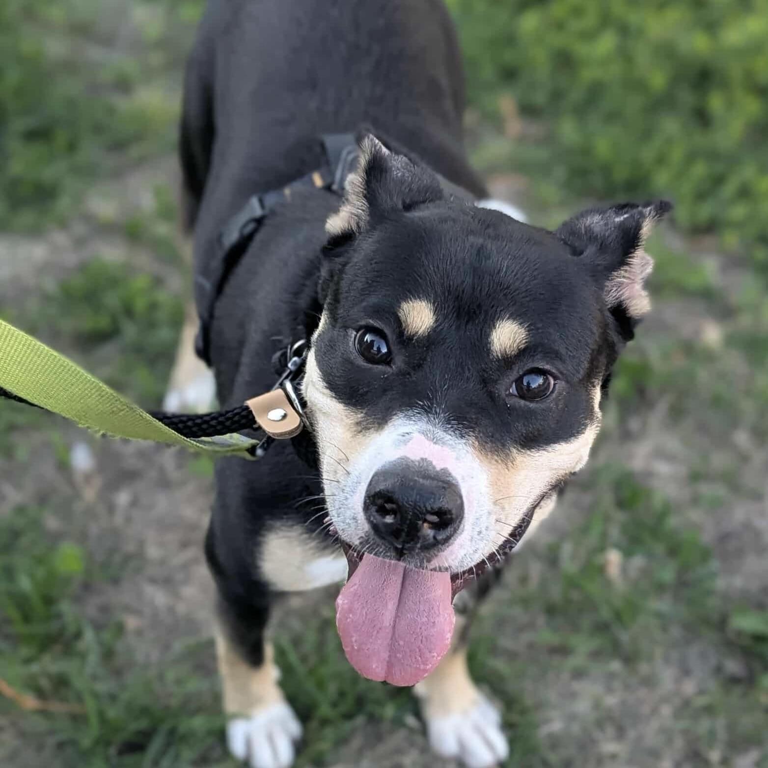 Eloise (20241118-05), an adoptable American Bulldog in Ottawa, ON, K2P 0A8 | Photo Image 3