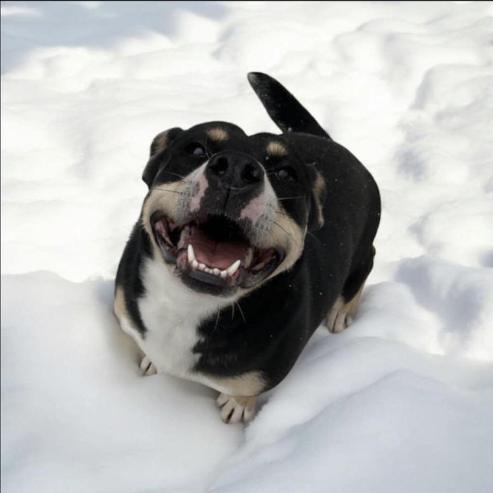 Eloise (20241118-05), an adoptable American Bulldog in Ottawa, ON, K2P 0A8 | Photo Image 2