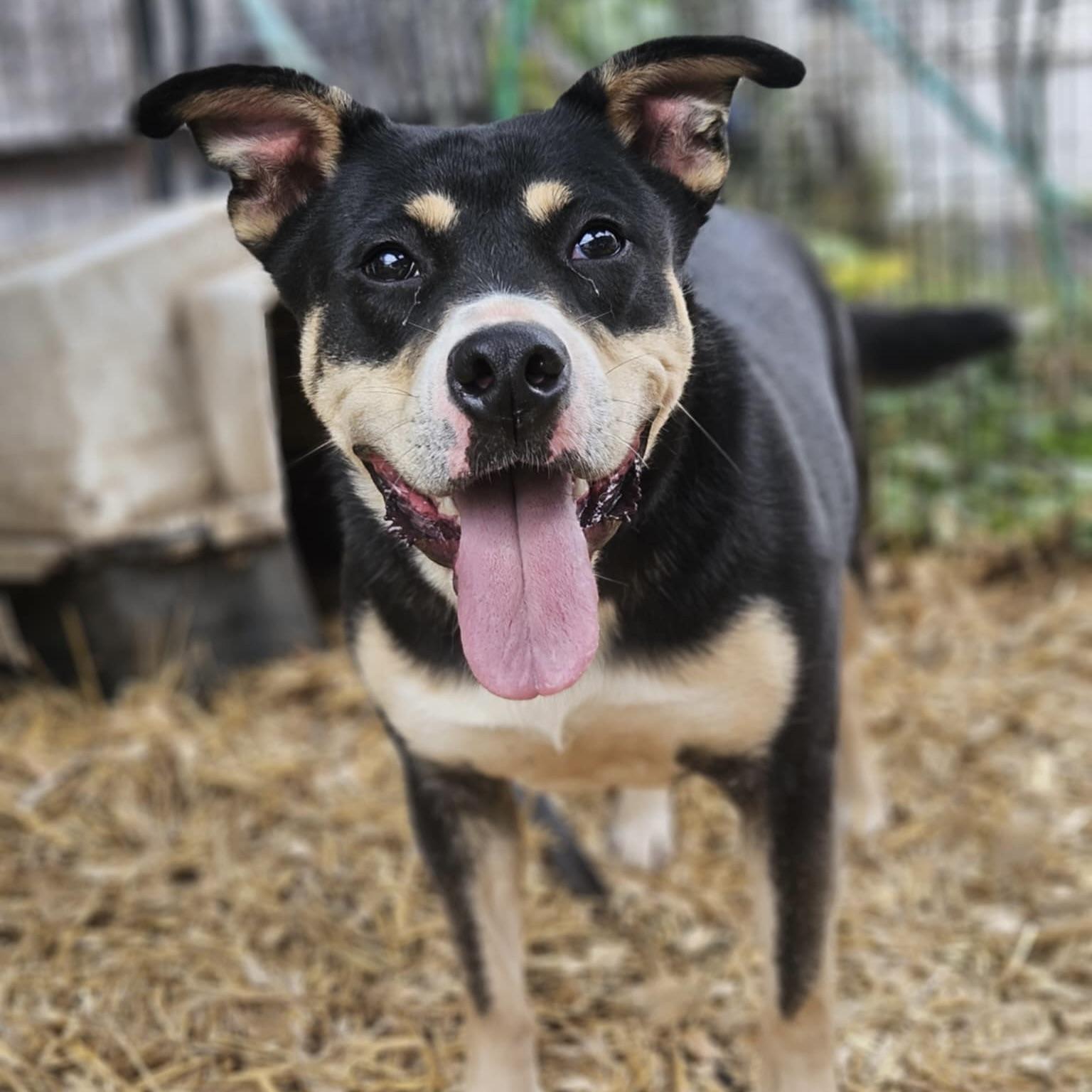 Eloise (20241118-05), an adoptable American Bulldog in Ottawa, ON, K2P 0A8 | Photo Image 5