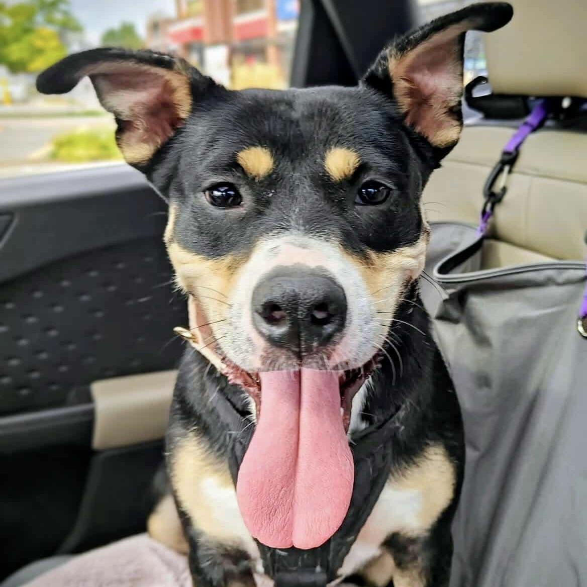 Eloise (20241118-05), an adoptable American Bulldog in Ottawa, ON, K2P 0A8 | Photo Image 1
