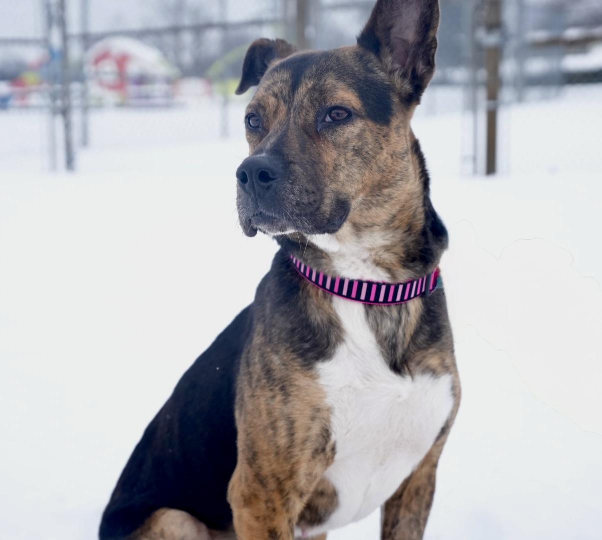 Enlarge Talulah, a Adoptable mixed breed in Oshawa, ON image 2/4