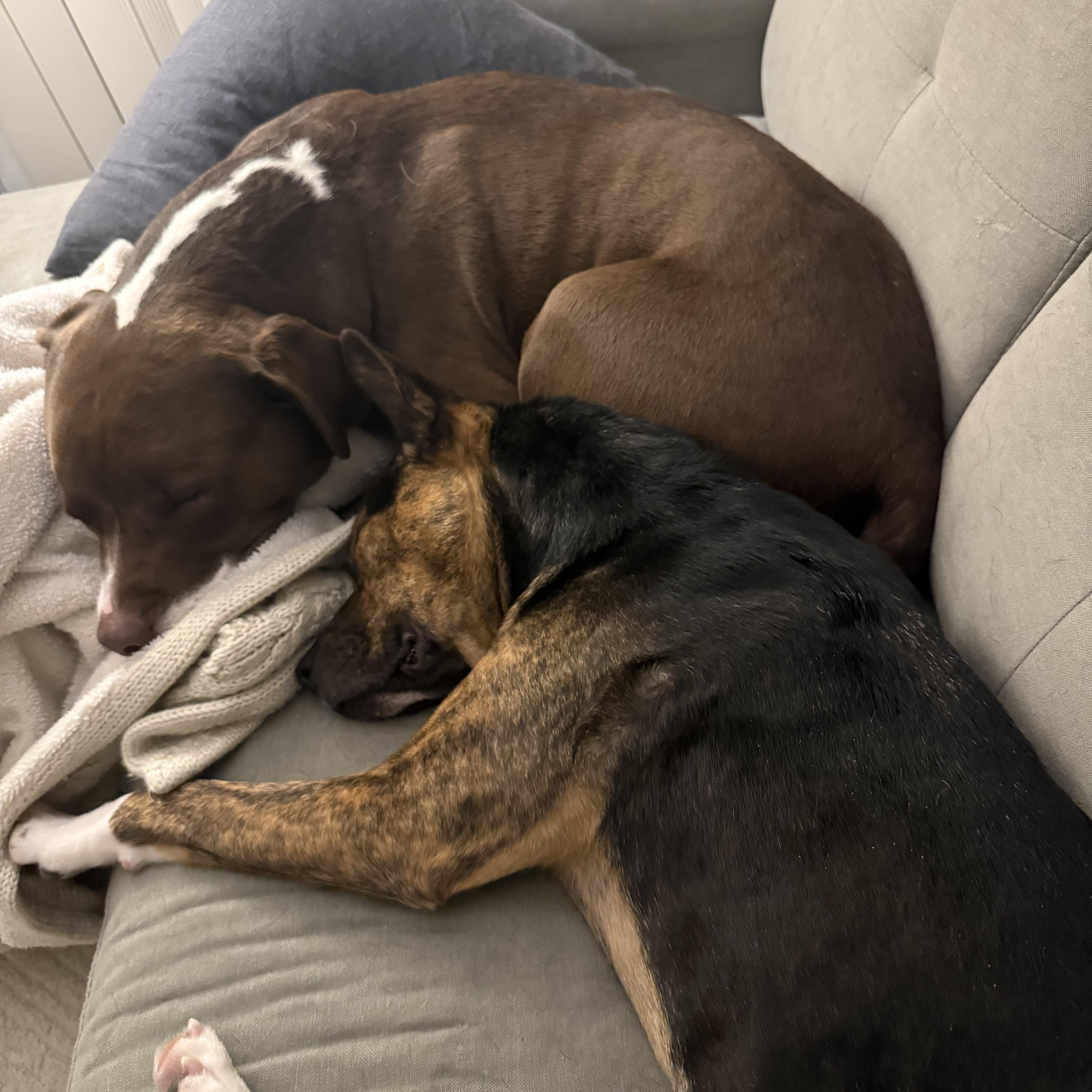 Enlarge Talulah, a Adoptable mixed breed in Oshawa, ON image 3/4