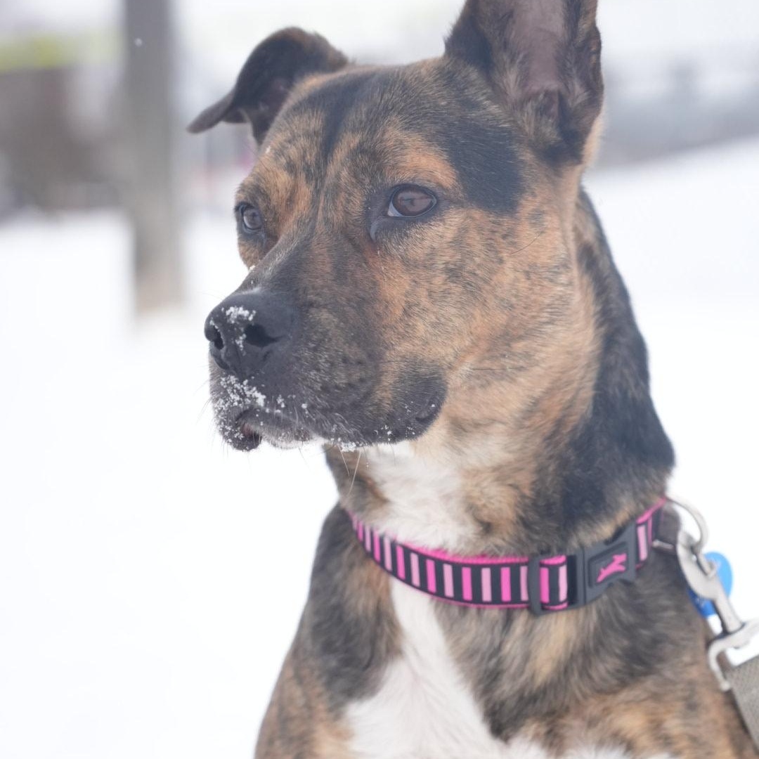 Enlarge Talulah, a Adoptable mixed breed in Oshawa, ON image 1/4