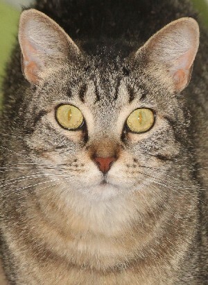 Nora, Adoptable, Adult Female Tabby.