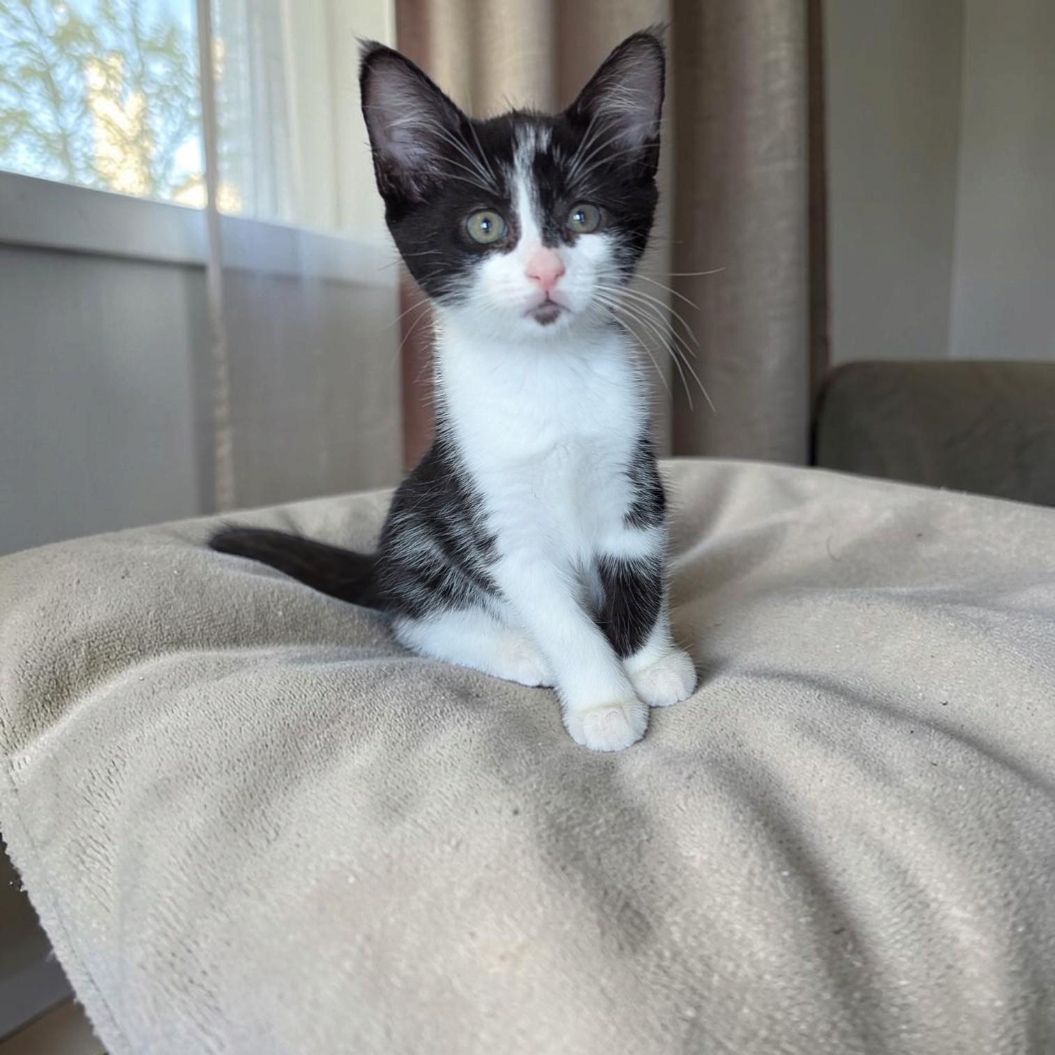Sookie photo