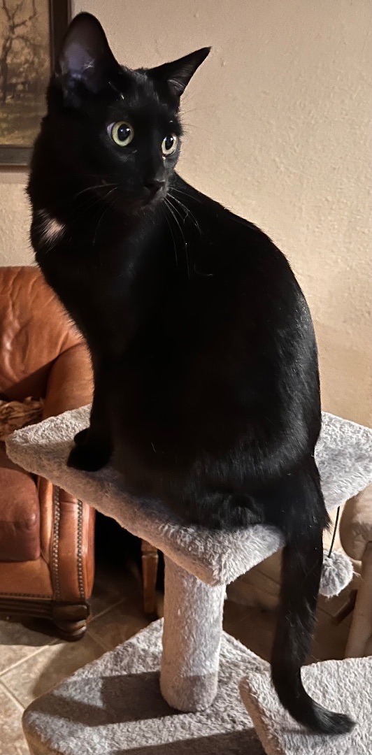 Enlarge Connie Morgan, a Adoptable mixed breed in Moreno Valley, CA image 2/6