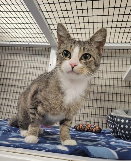 Philbert, Adoptable, Young Male Domestic Short Hair & Domestic Short Hair.