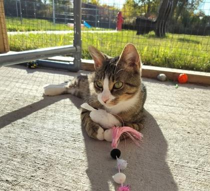 Enlarge Philbert, a Adoptable Domestic Short Hair in Neenah, WI image 2/2