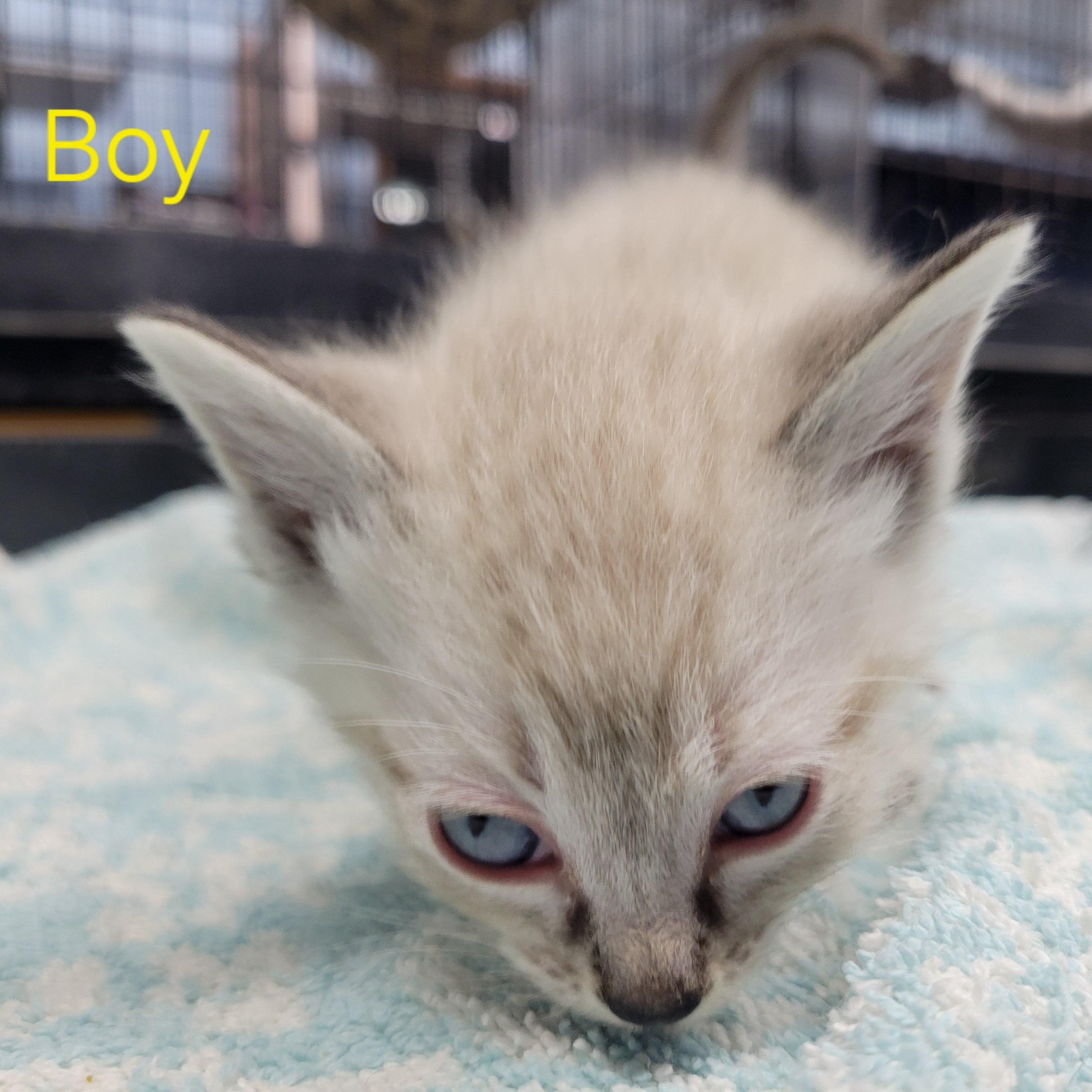 Enlarge Kittens!, a ADOPTABLE Domestic Short Hair in Clarinda, IA image 5/6