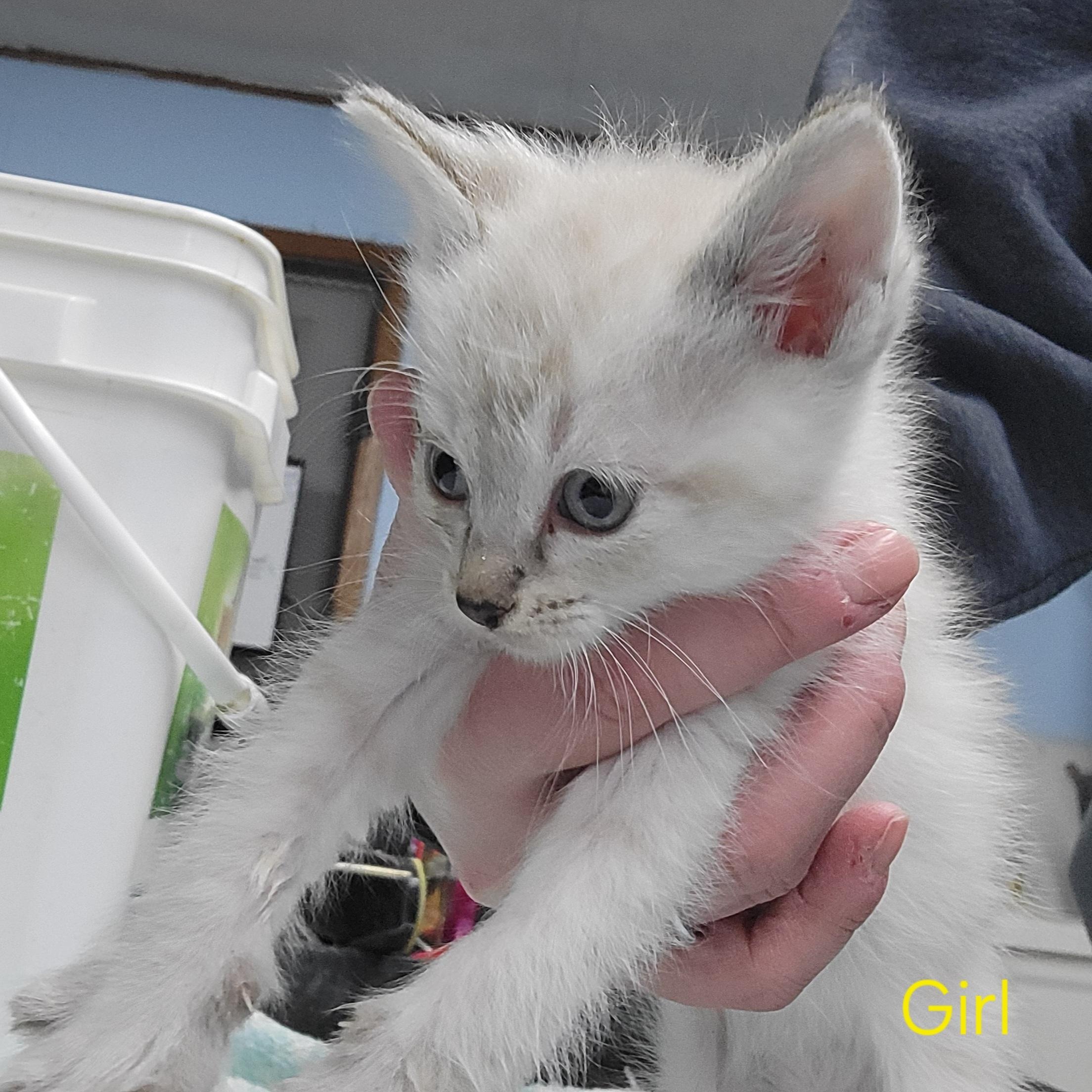 Enlarge Kittens!, a ADOPTABLE Domestic Short Hair in Clarinda, IA image 3/6