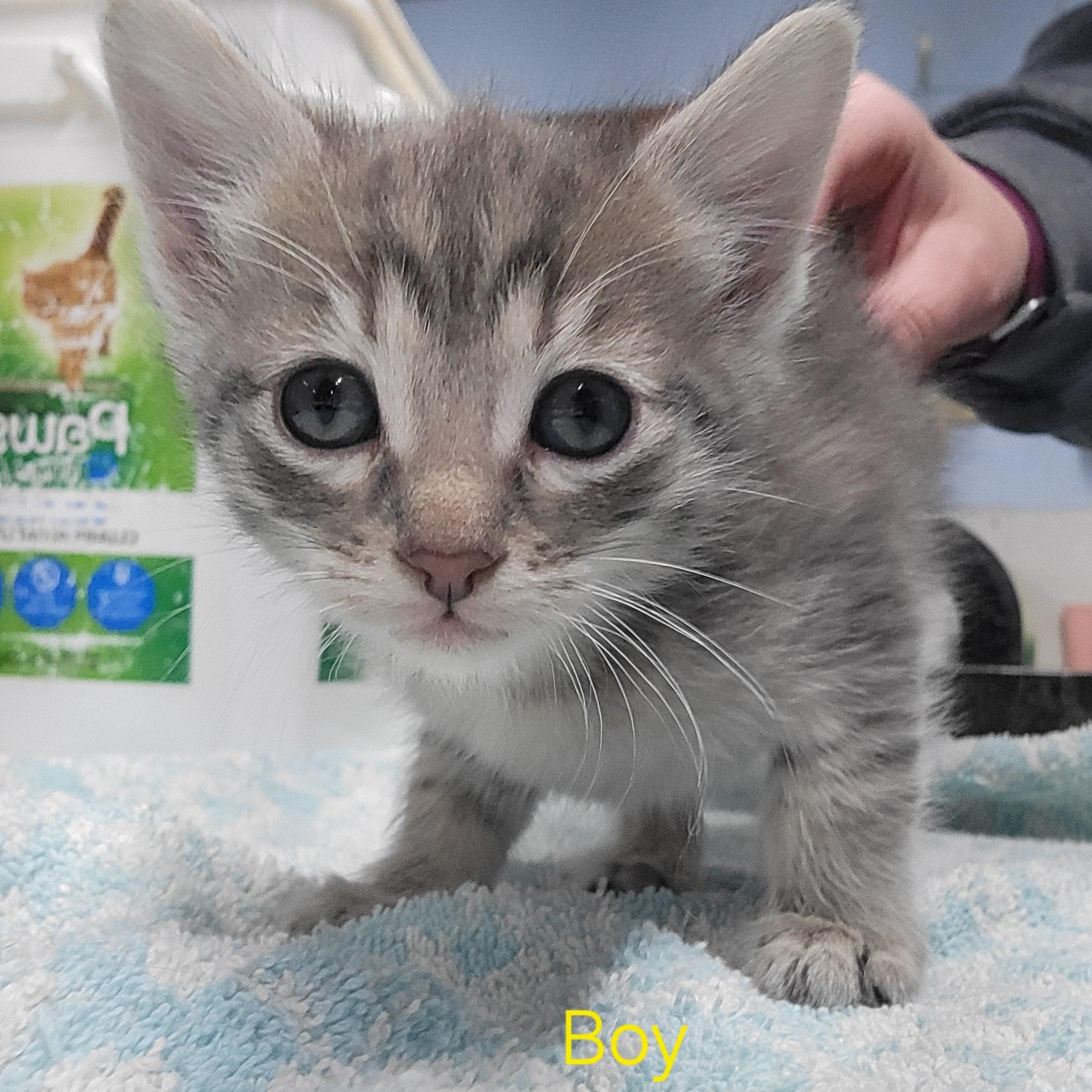 Enlarge Kittens!, a ADOPTABLE Domestic Short Hair in Clarinda, IA image 6/6