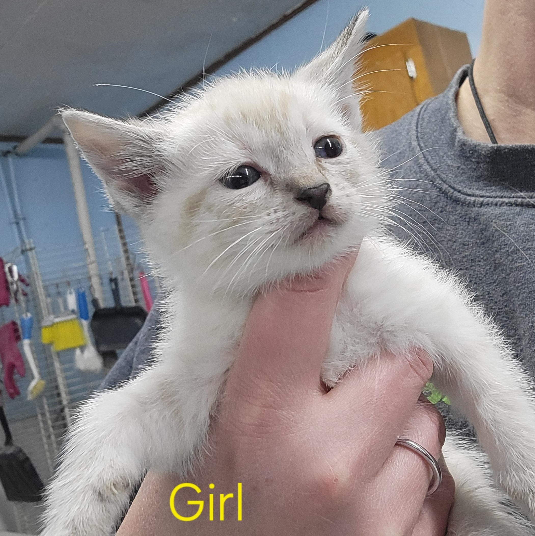 Enlarge Kittens!, a ADOPTABLE Domestic Short Hair in Clarinda, IA image 2/6