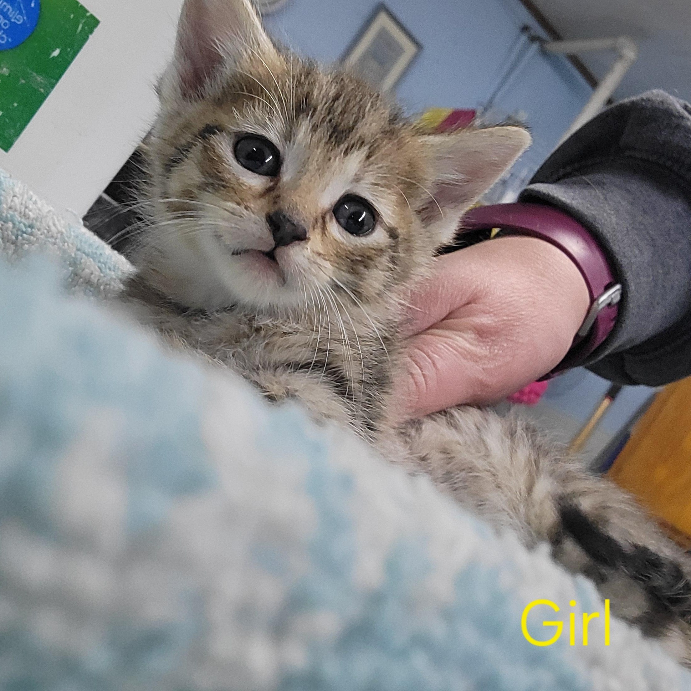 Enlarge Kittens!, a ADOPTABLE Domestic Short Hair in Clarinda, IA image 4/6