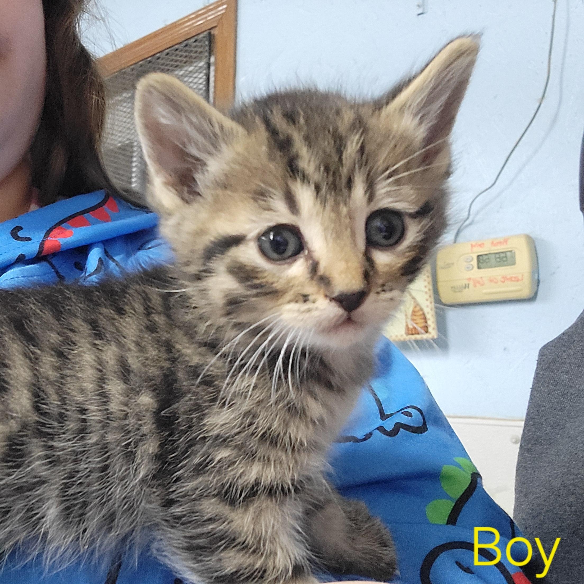 Enlarge Kittens!, a ADOPTABLE Domestic Short Hair in Clarinda, IA image 1/6