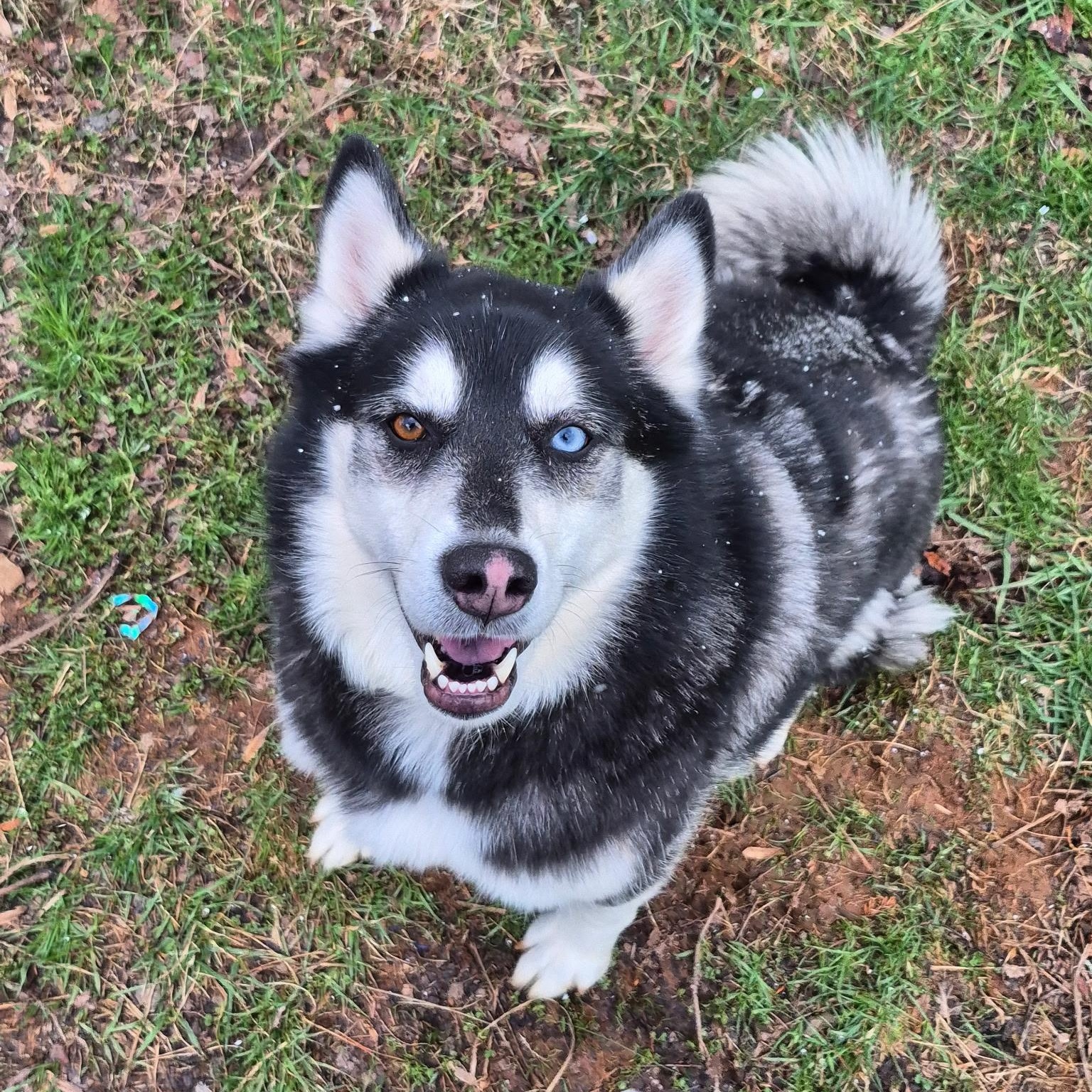 Enlarge Obi **Community Post**, a ADOPTABLE mixed breed in Floyd, VA image 3/4