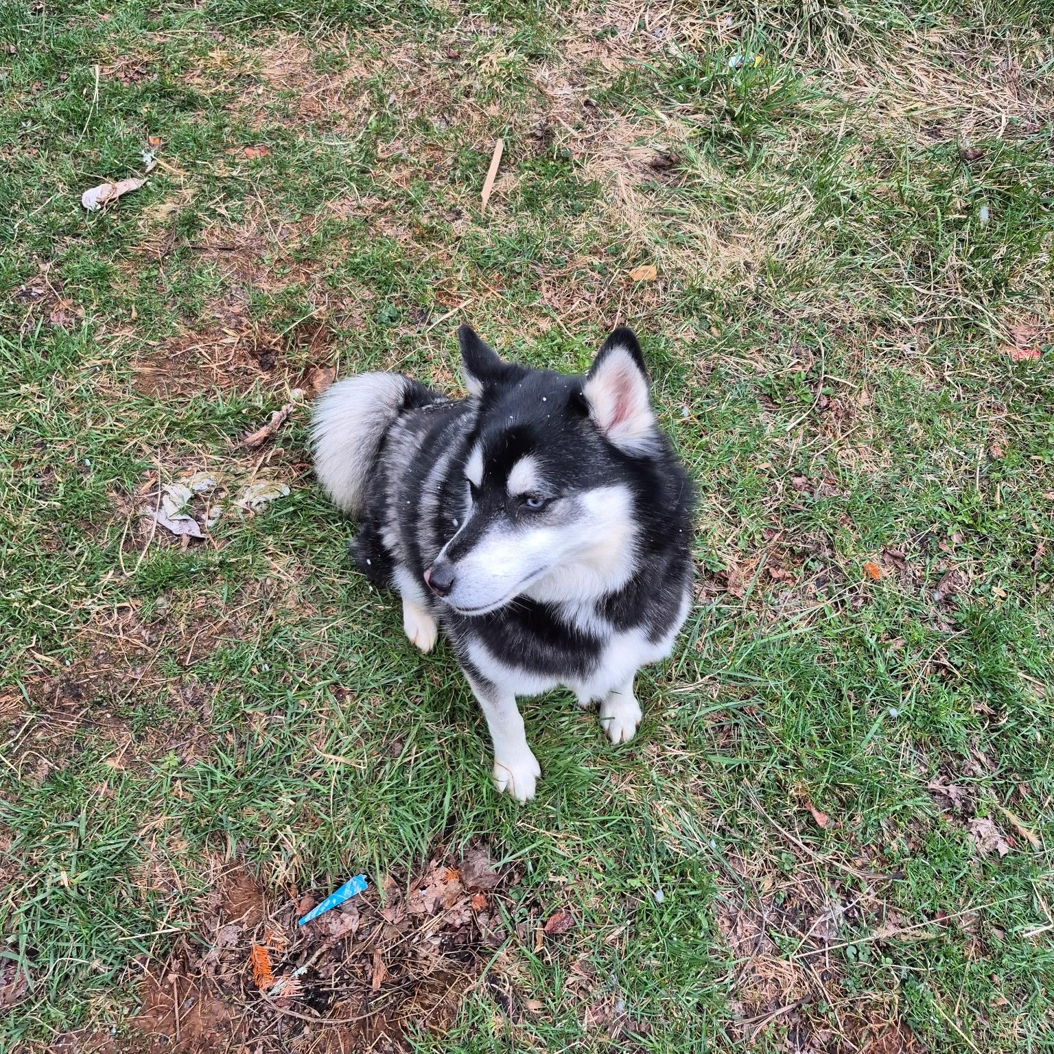 Enlarge Obi **Community Post**, a ADOPTABLE mixed breed in Floyd, VA image 2/4