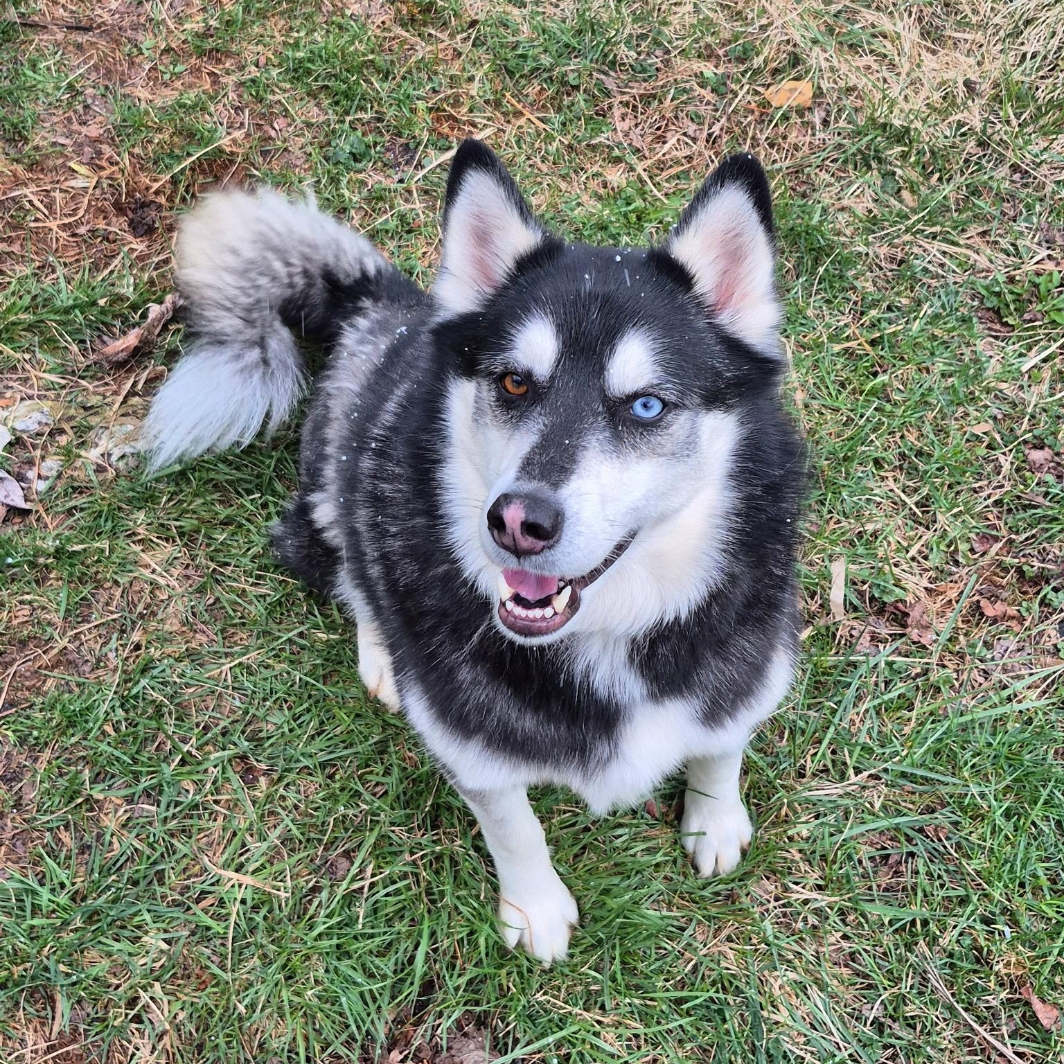 Enlarge Obi **Community Post**, a ADOPTABLE mixed breed in Floyd, VA image 1/4