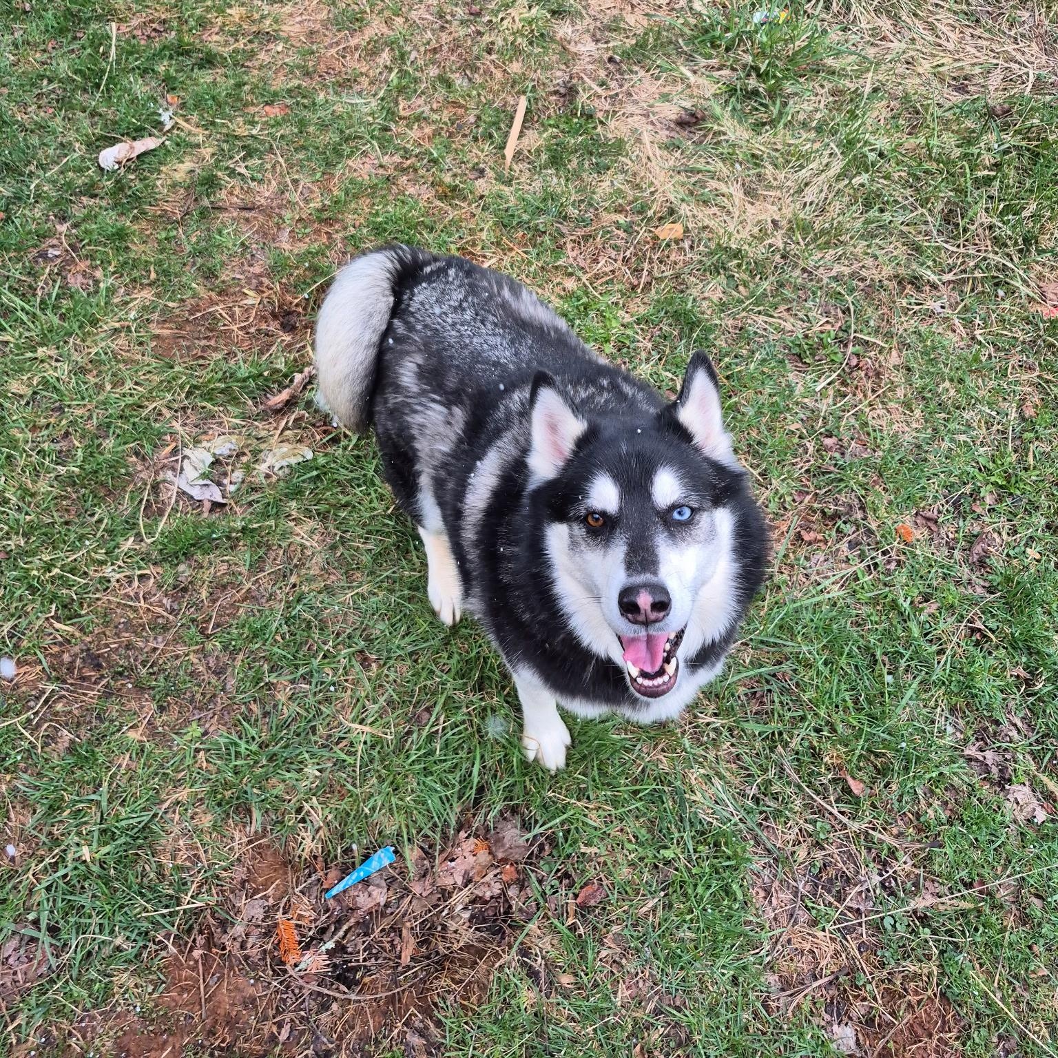 Enlarge Obi **Community Post**, a ADOPTABLE mixed breed in Floyd, VA image 4/4