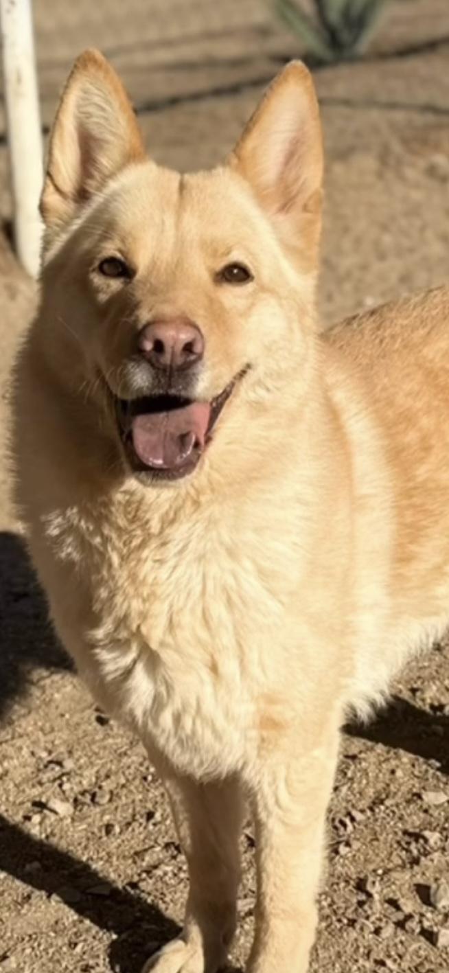 Butters, a ADOPTABLE mixed breed in Lytle Creek , CA image 2/2