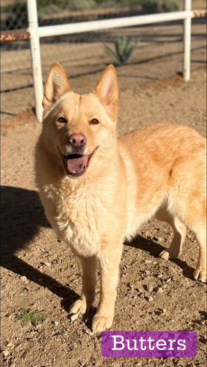 Enlarge Butters, a ADOPTABLE mixed breed in Lytle Creek , CA video 1/2