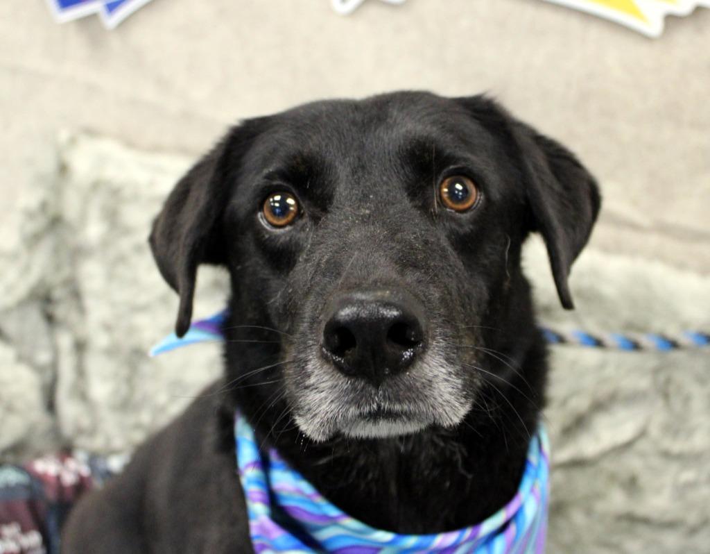Enlarge Raymond, a Adoptable Labrador Retriever in Jonesboro, AR image 1/4