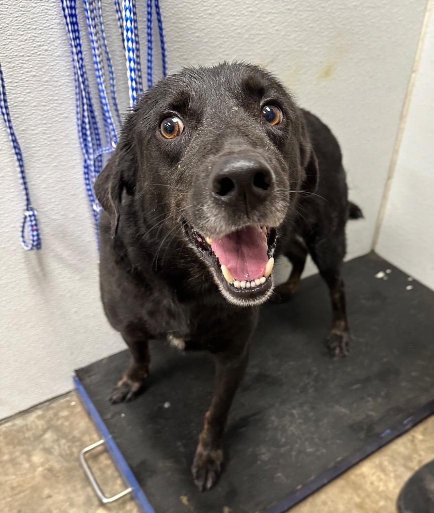 Enlarge Raymond, a Adoptable Labrador Retriever in Jonesboro, AR image 1/1