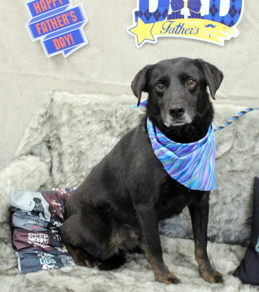 Enlarge Raymond, a Adoptable Labrador Retriever in Jonesboro, AR image 2/4