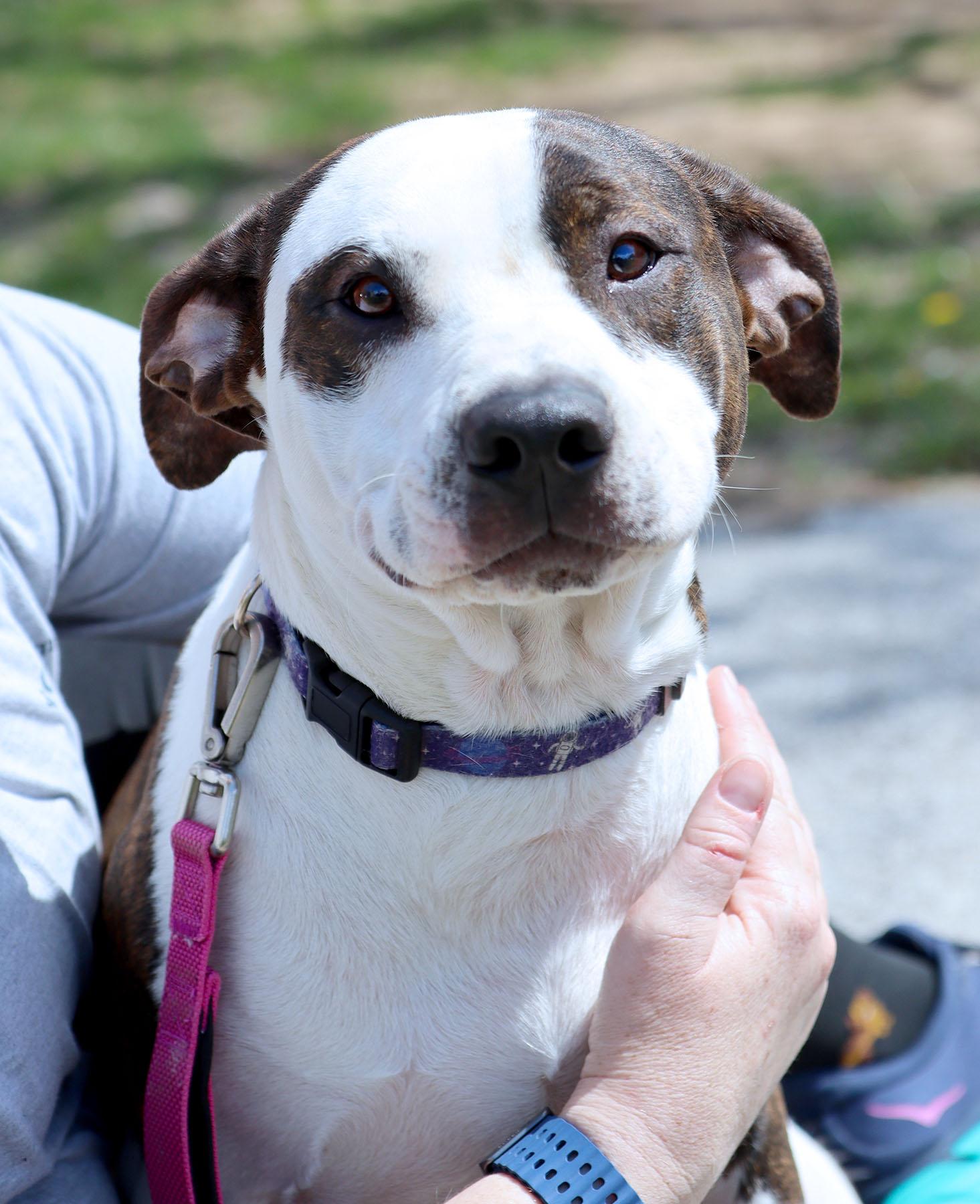 Enlarge Max *CL, a Adoptable mixed breed in Kansas City, MO image 1/3
