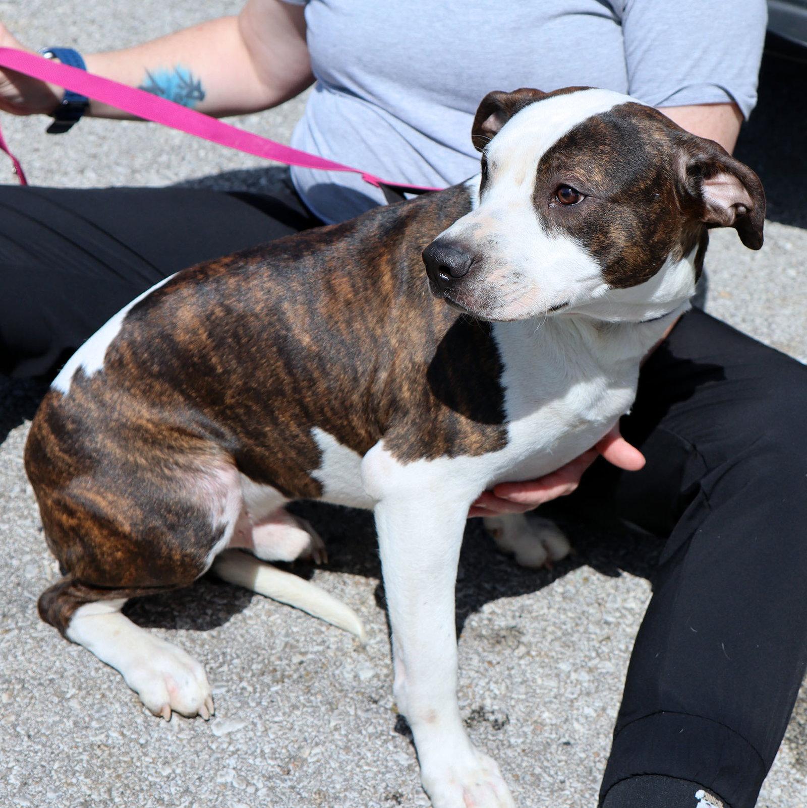 Enlarge Max *CL, a Adoptable mixed breed in Kansas City, MO image 3/3