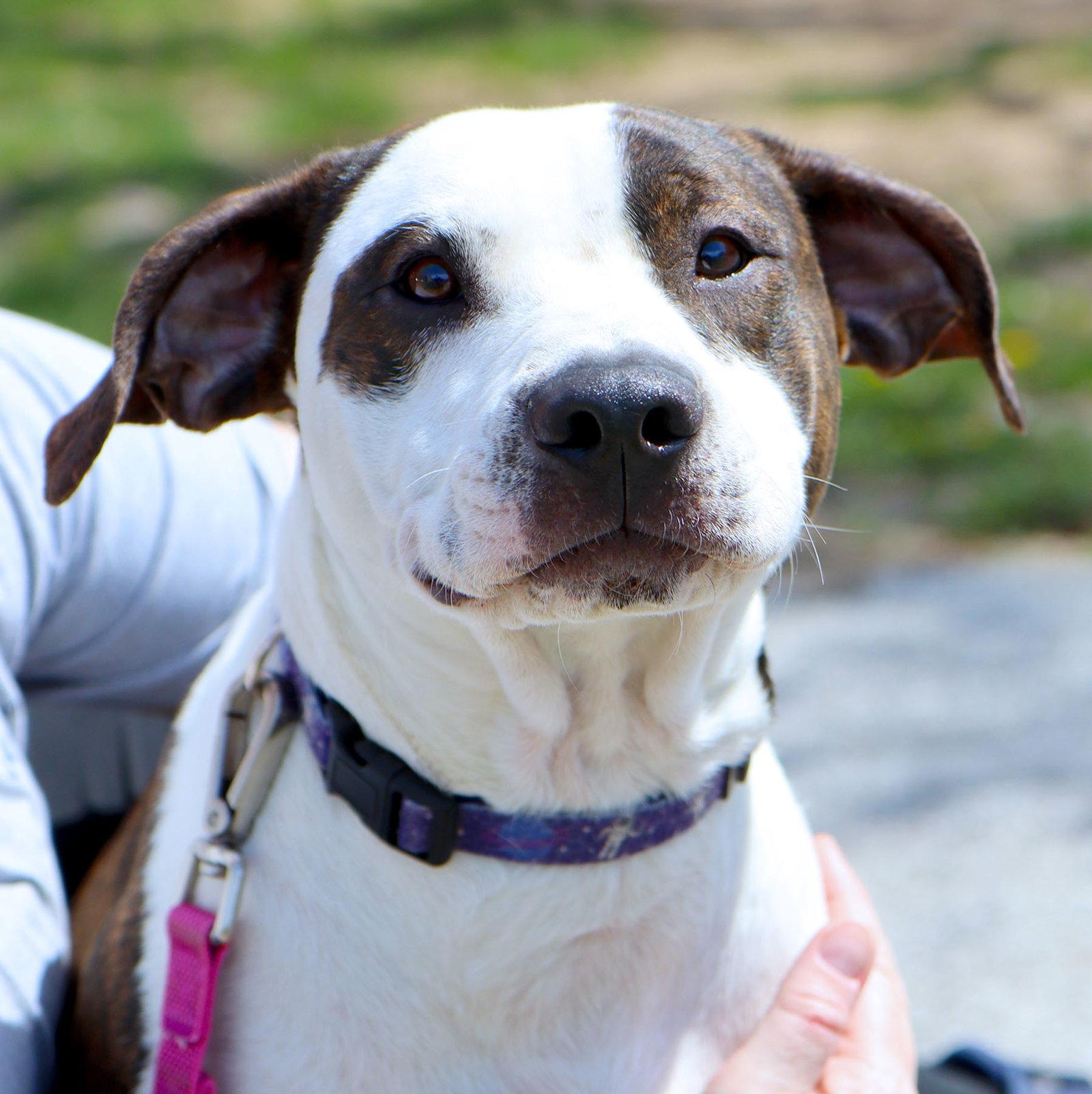 Enlarge Max *CL, a Adoptable mixed breed in Kansas City, MO image 2/3