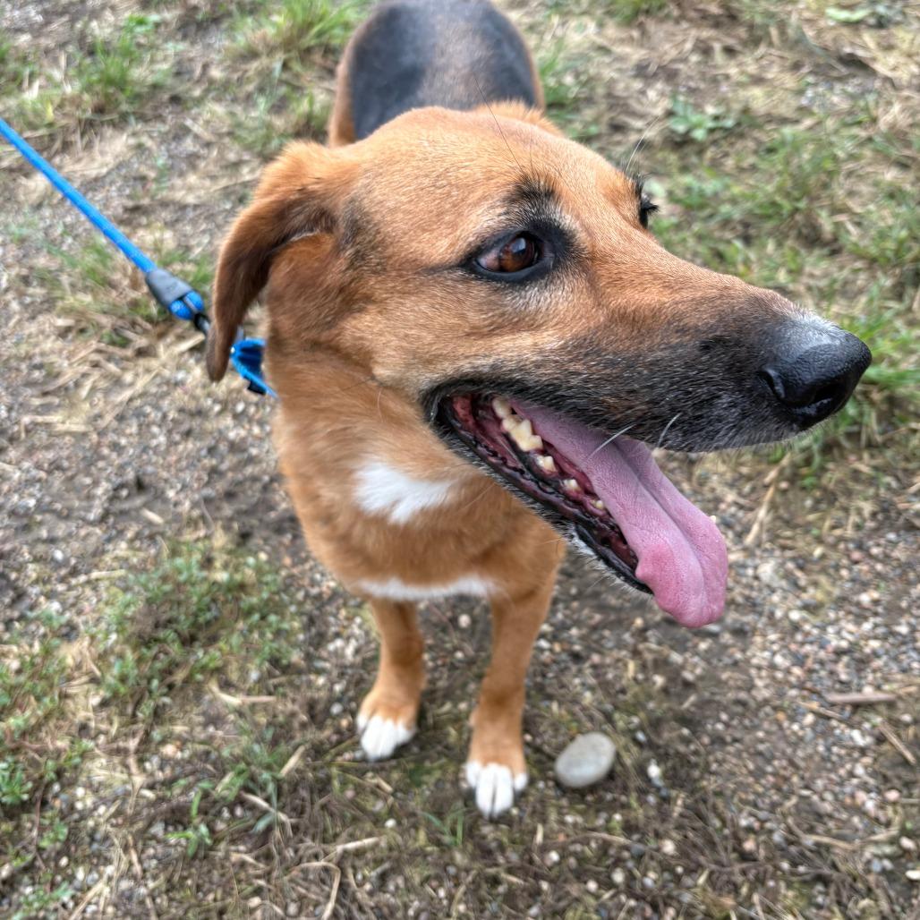 Lilly, Adoptable, Senior Female Coonhound & German Shepherd Dog.
