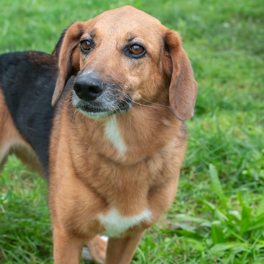 Enlarge Lilly, a Adoptable mixed breed in West Des Moines, IA image 2/4