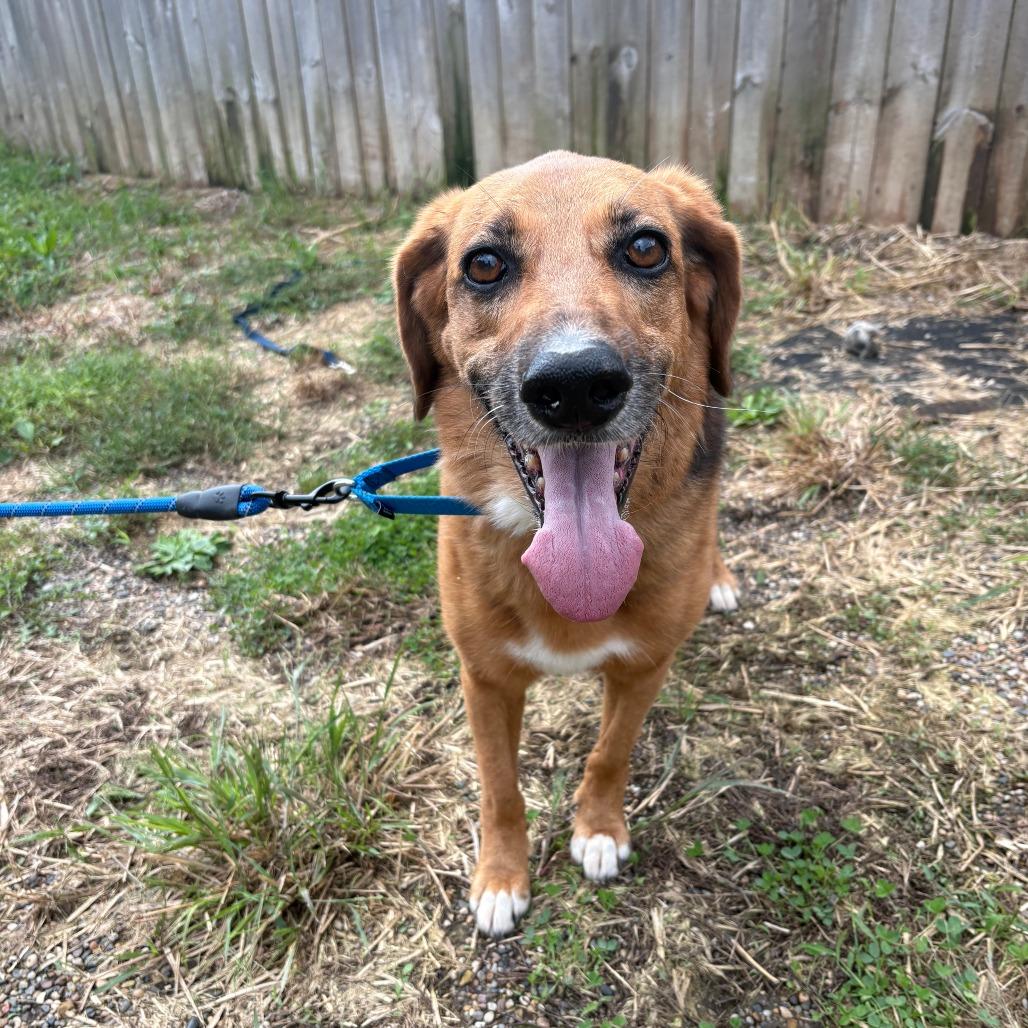 Enlarge Lilly, a Adoptable mixed breed in West Des Moines, IA image 3/4