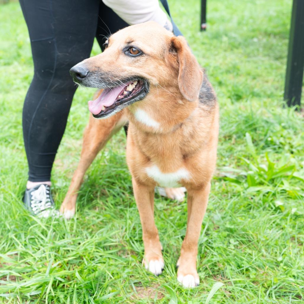 Enlarge Lilly, a Adoptable mixed breed in West Des Moines, IA image 4/4