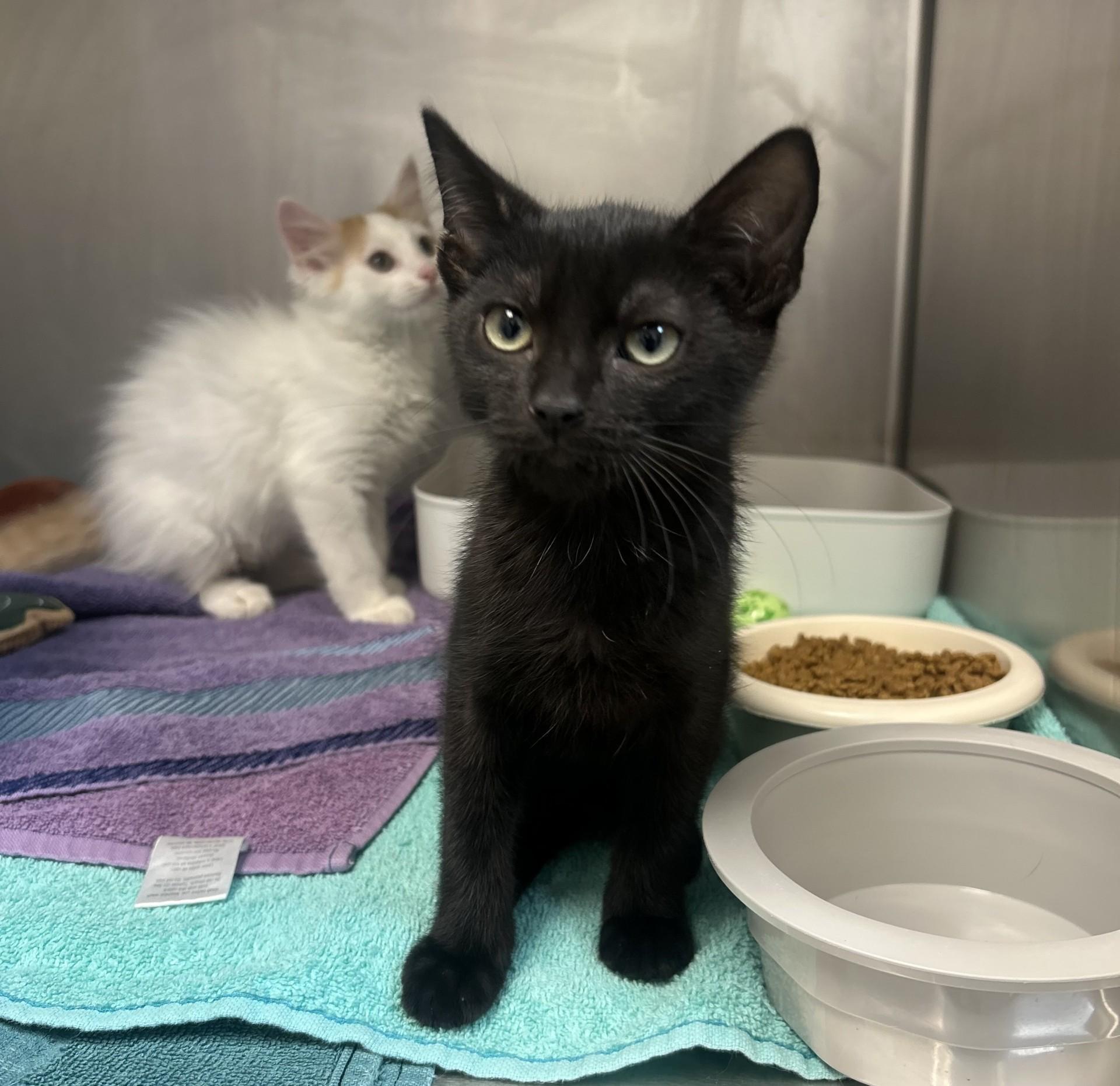 Nicks, Adopted, Young Male Domestic Short Hair.