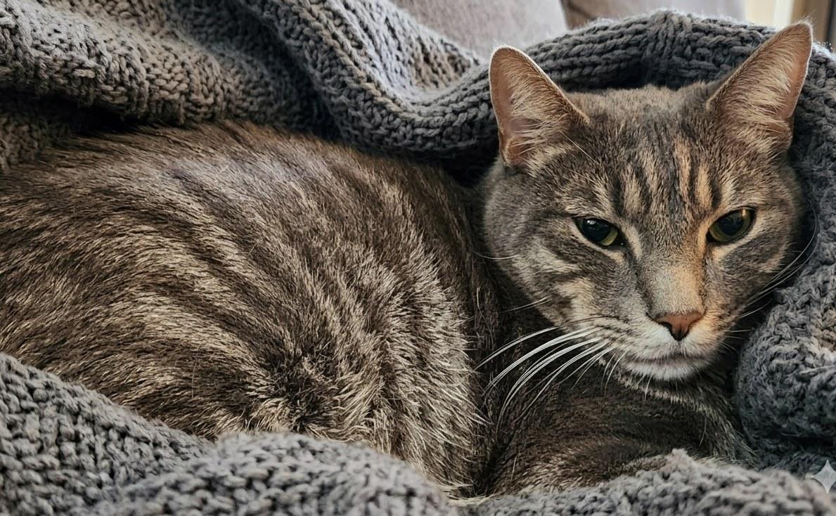 Toby, ADOPTABLE, Young Male Domestic Short Hair.