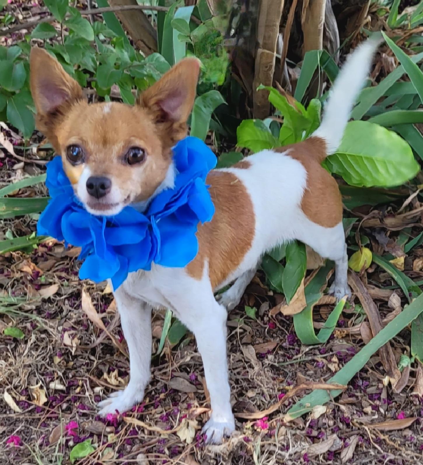 Bruiser, ADOPTABLE, Adult Male Chihuahua.