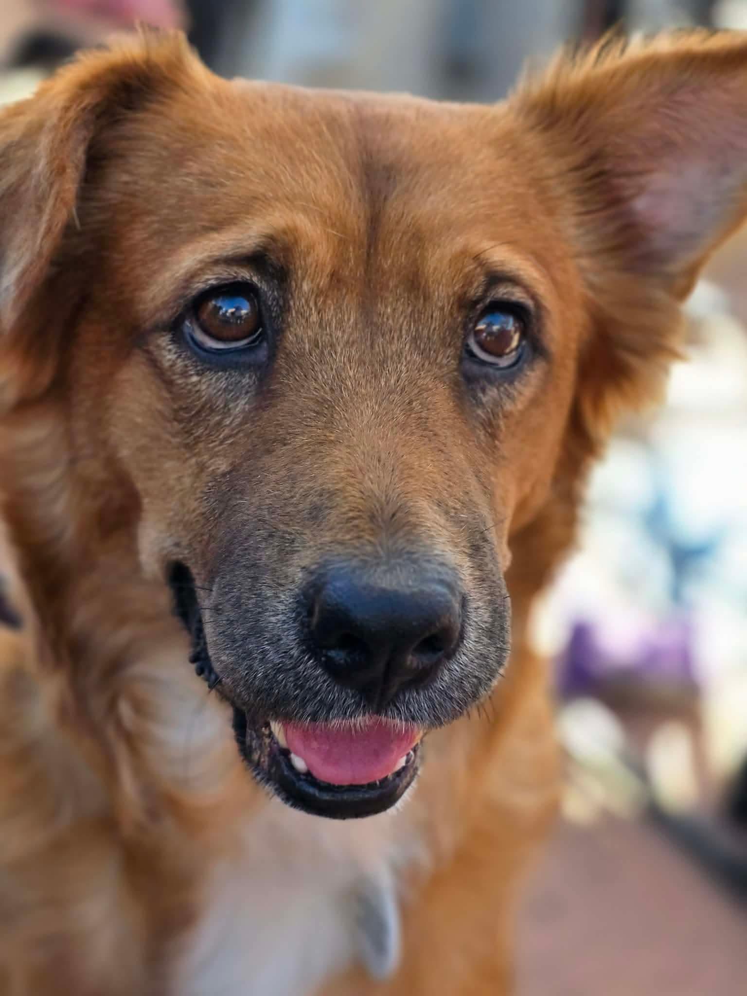 Enlarge Harper, a Adoptable mixed breed in Phoenix, AZ image 4/6