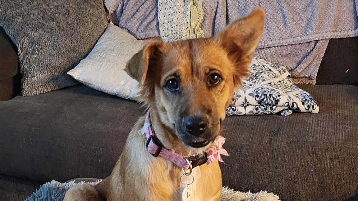 Enlarge Harper, a Adoptable mixed breed in Phoenix, AZ image 1/6