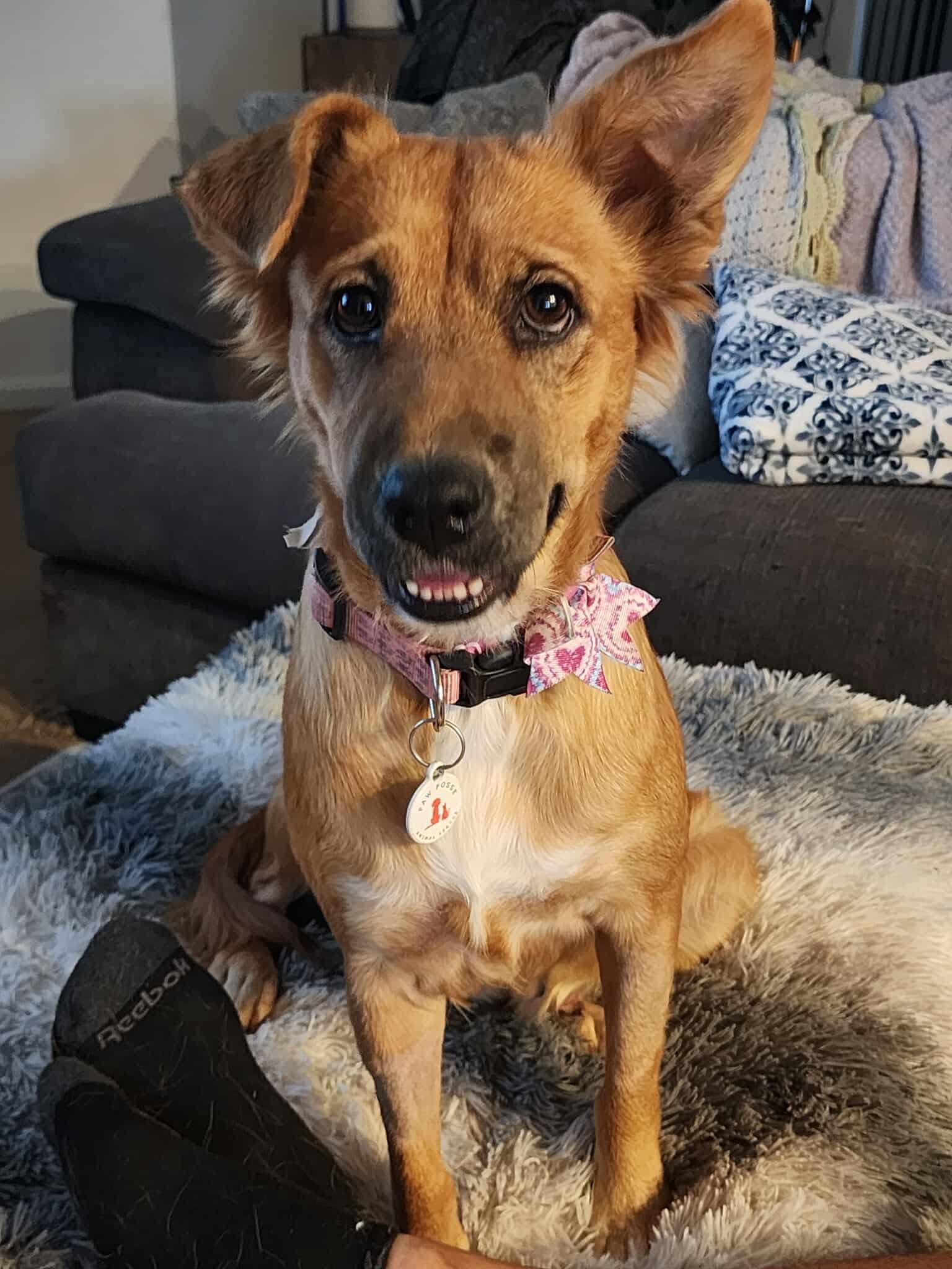 Enlarge Harper, a Adoptable mixed breed in Phoenix, AZ image 5/6