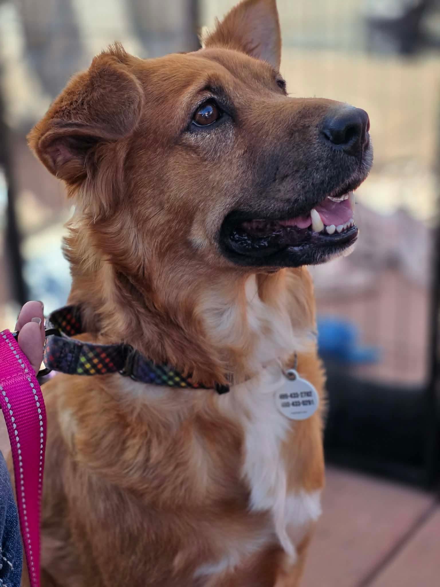 Enlarge Harper, a Adoptable mixed breed in Phoenix, AZ image 3/6