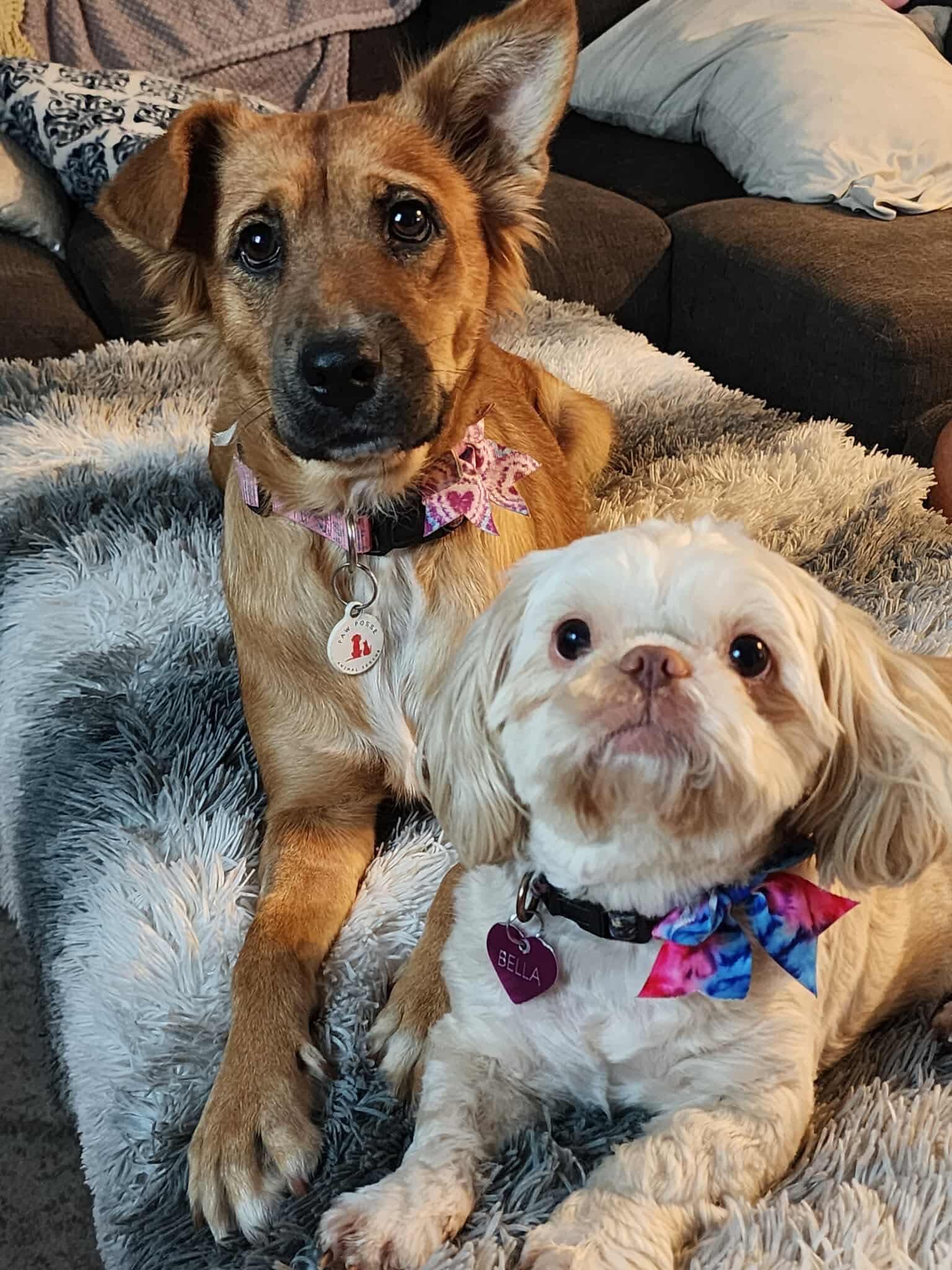 Enlarge Harper, a Adoptable mixed breed in Phoenix, AZ image 6/6