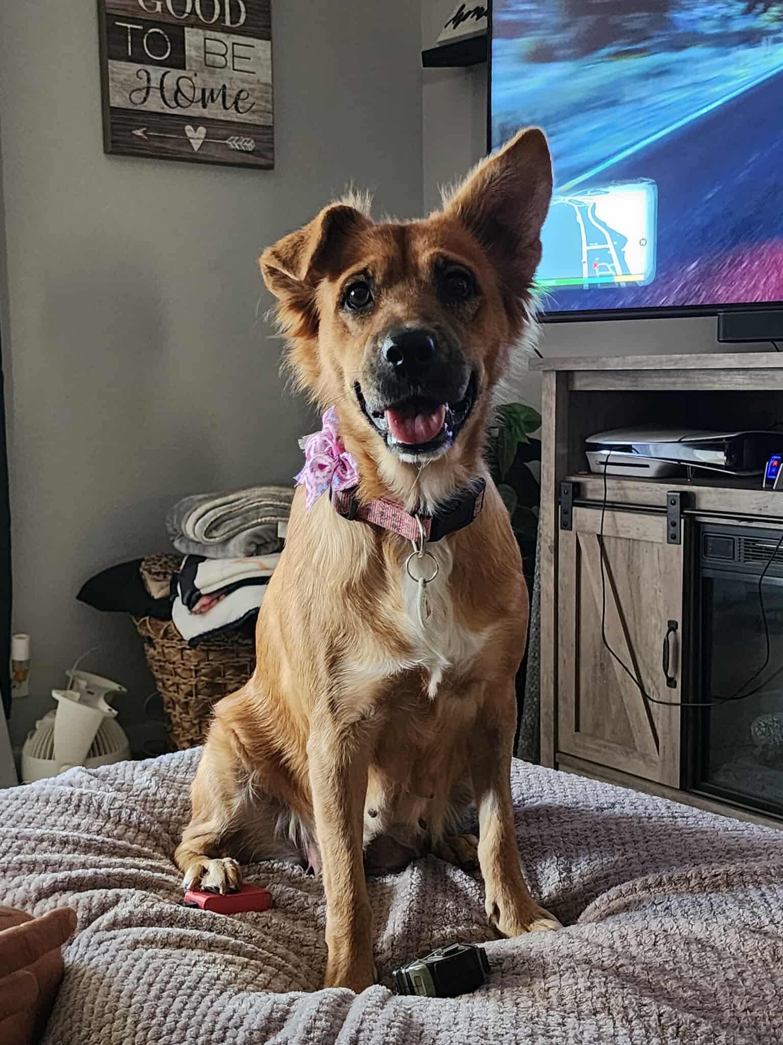 Enlarge Harper, a Adoptable mixed breed in Phoenix, AZ image 2/6