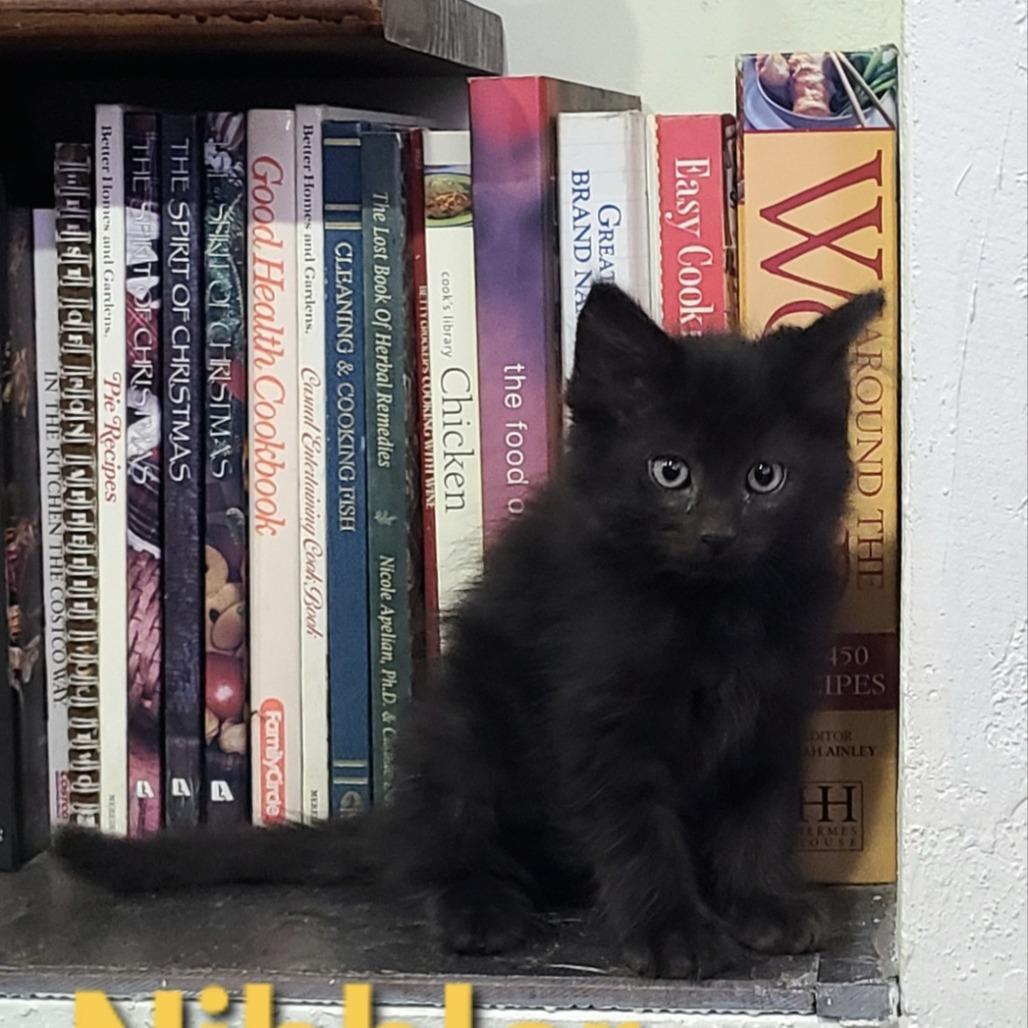 Enlarge Nibbler, a Adoptable Domestic Short Hair in Layton, UT image 1/1