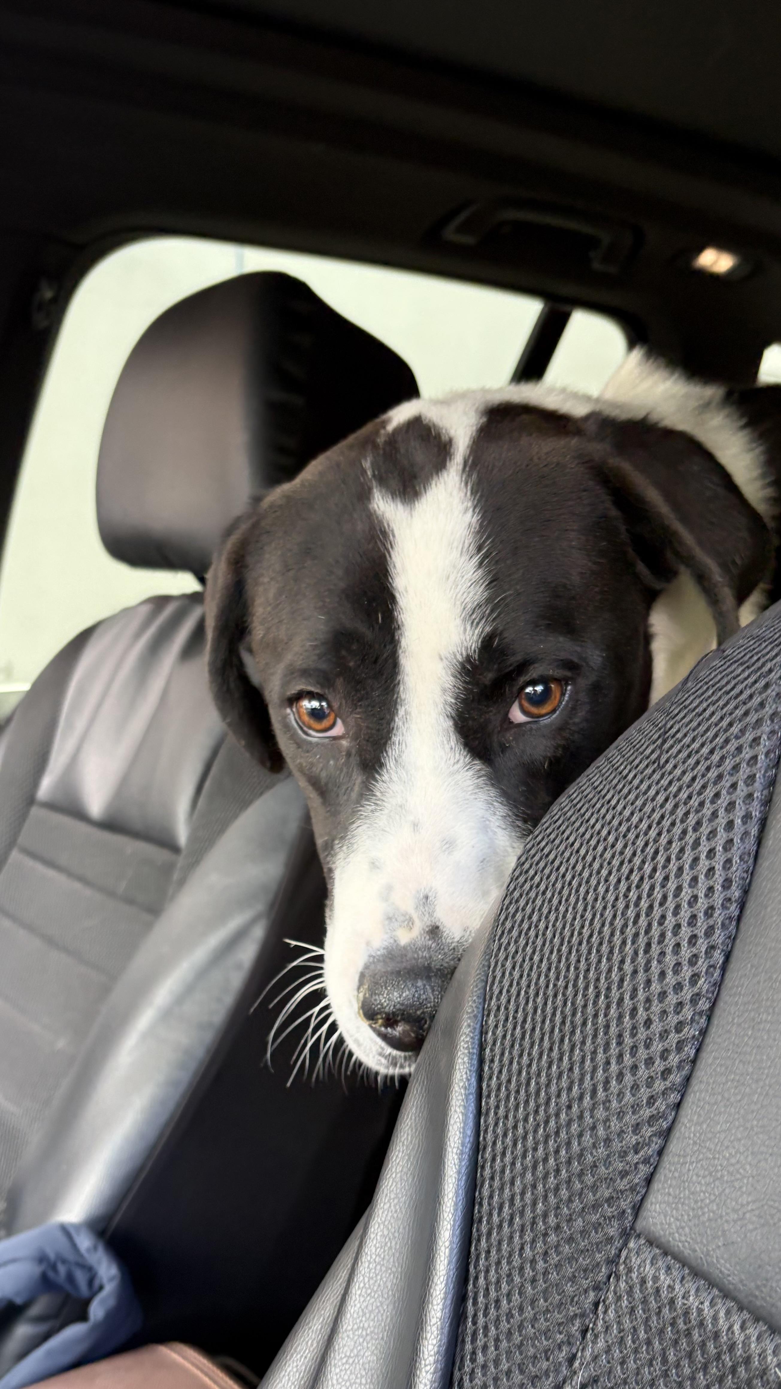 Enlarge ROSY, a ADOPTABLE Greater Swiss Mountain Dog in Joshua Tree, CA image 2/3