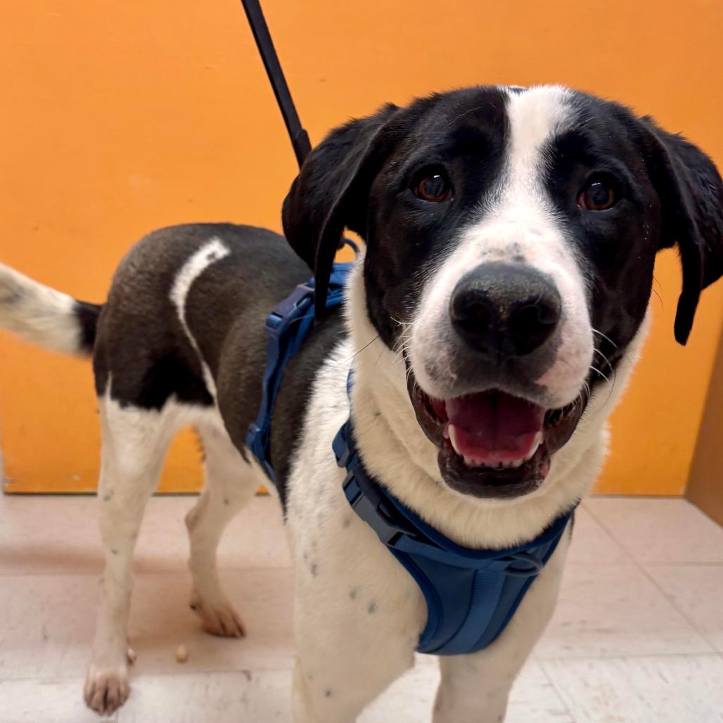 Enlarge ROSY, a ADOPTABLE Greater Swiss Mountain Dog in Joshua Tree, CA image 1/3