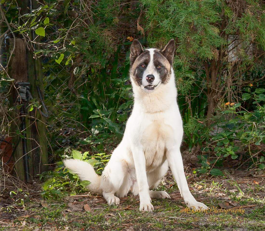 Enlarge Shan, a Adoptable Akita in Jacksonville, FL image 1/4