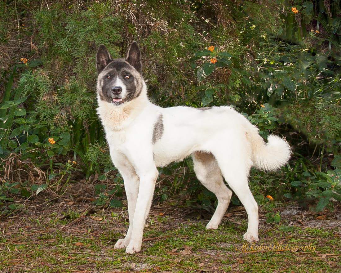 Enlarge Shan, a Adoptable Akita in Jacksonville, FL image 2/4